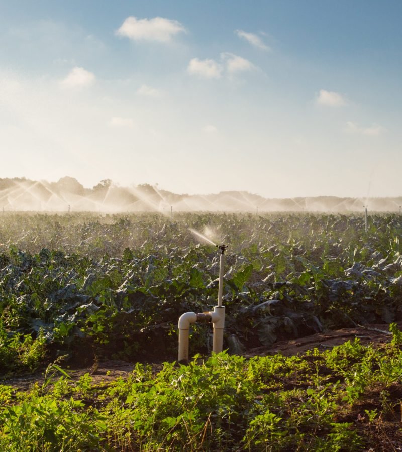 Crop Sprayers in Action Crop sprayers in action in Mornington Peninsula, Victoria, Australia